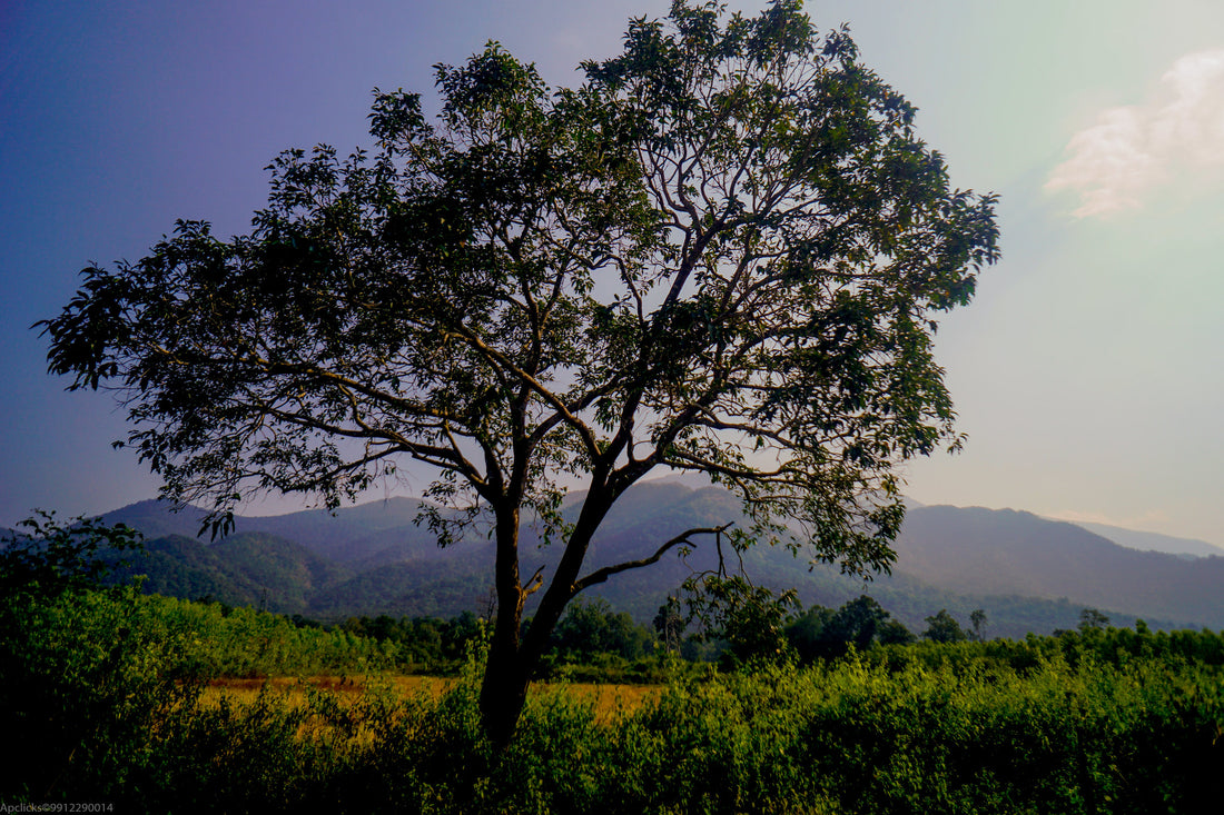 Blood Cleanse: Learn everything about it