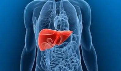 AYURVEDA AND THE LIVER