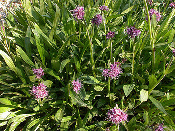 Jatamansi Herb: The King of Calm & Hair Growth